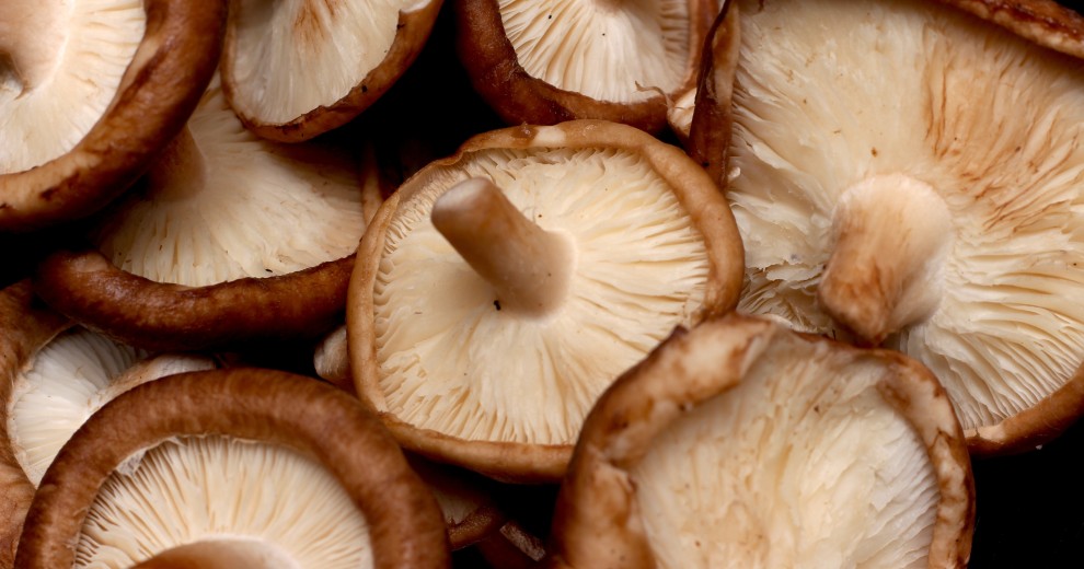 Champignon Shiitaké bio - KG