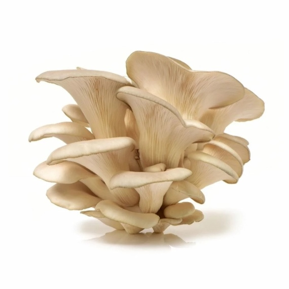 Champignon pleurote bio - KG