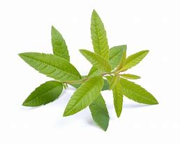 Verveine citronnée bio - Botte
